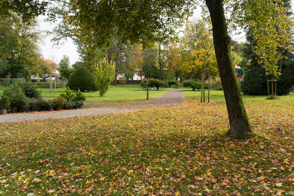 Blick in den Park mit Herbstlaub